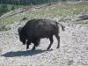 bison.gif (174685 bytes)