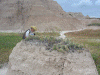 jw_cactus_badlands_img.gif (159885 bytes)