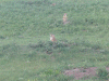 prairie_dogs_img.gif (145913 bytes)