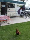 petchicken.gif (260201 bytes)